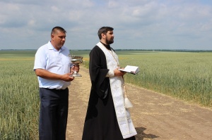В Новоселицком районе ожидается хороший урожай зерновых